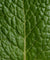 Kit Scoperta Deodorante stick Menthe Eucalyptus
