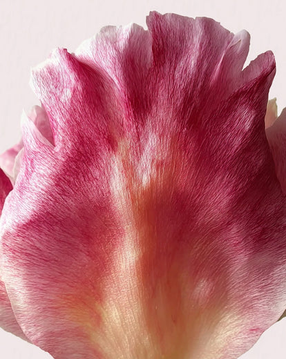 Recarga Desodorante en stick Rose Pivoine