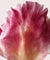 Recarga Desodorante en stick Rose Pivoine
